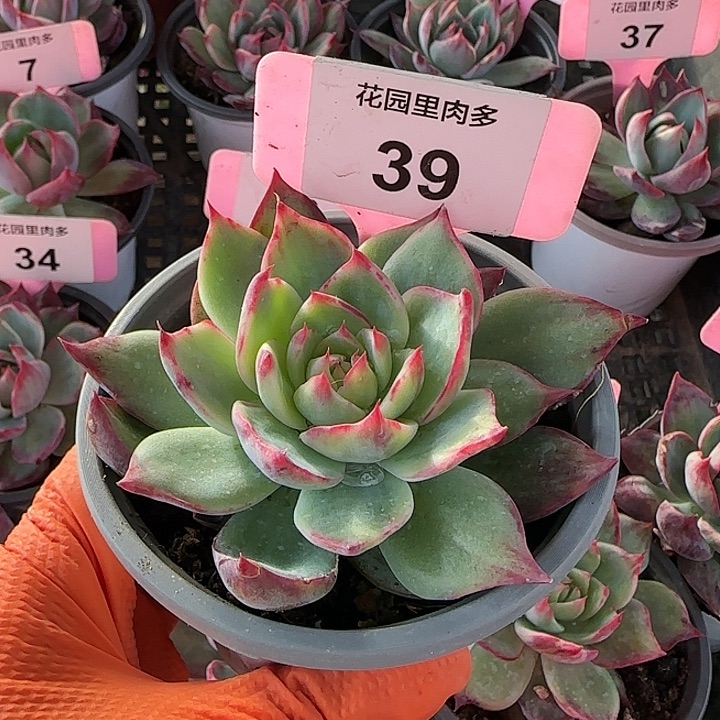 39 惊鸿仙子多肉植物6-9cm