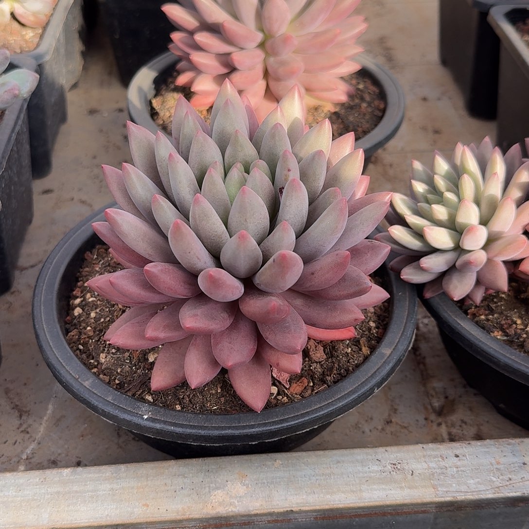 水晶球大单头多肉