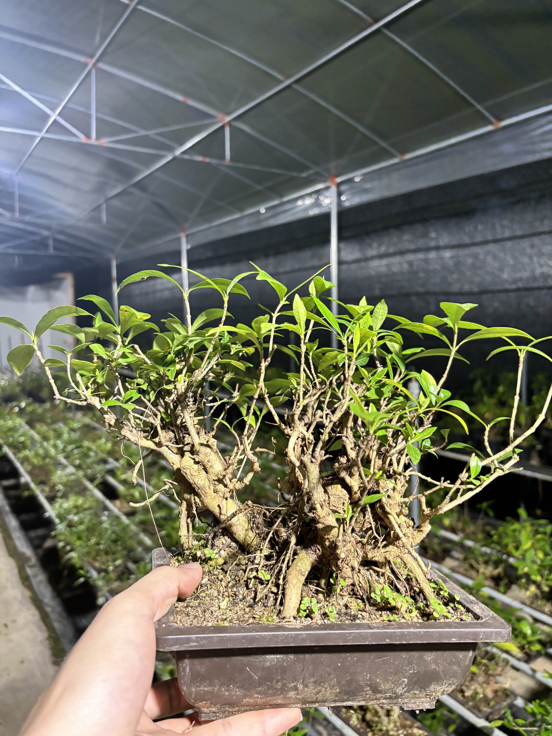 海岛栀子花  海岛春花
