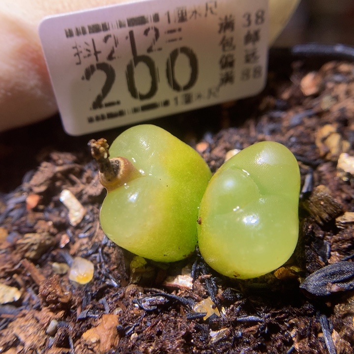 石头花多肉212.200