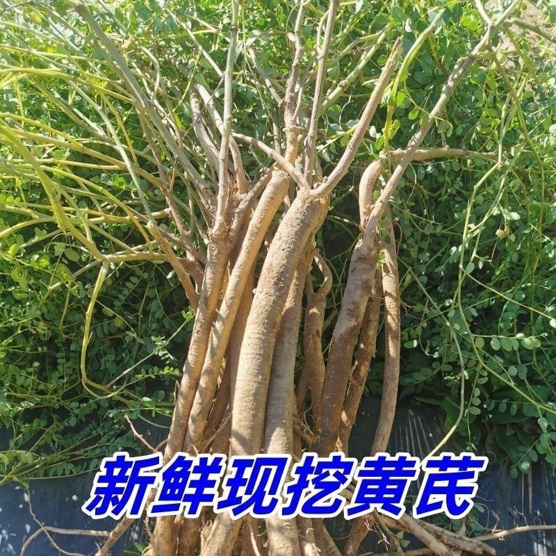 (黄芪)甘肃岷县现挖鲜黄芪整条装可煲汤泡水炖肉适合滋补养生佳品