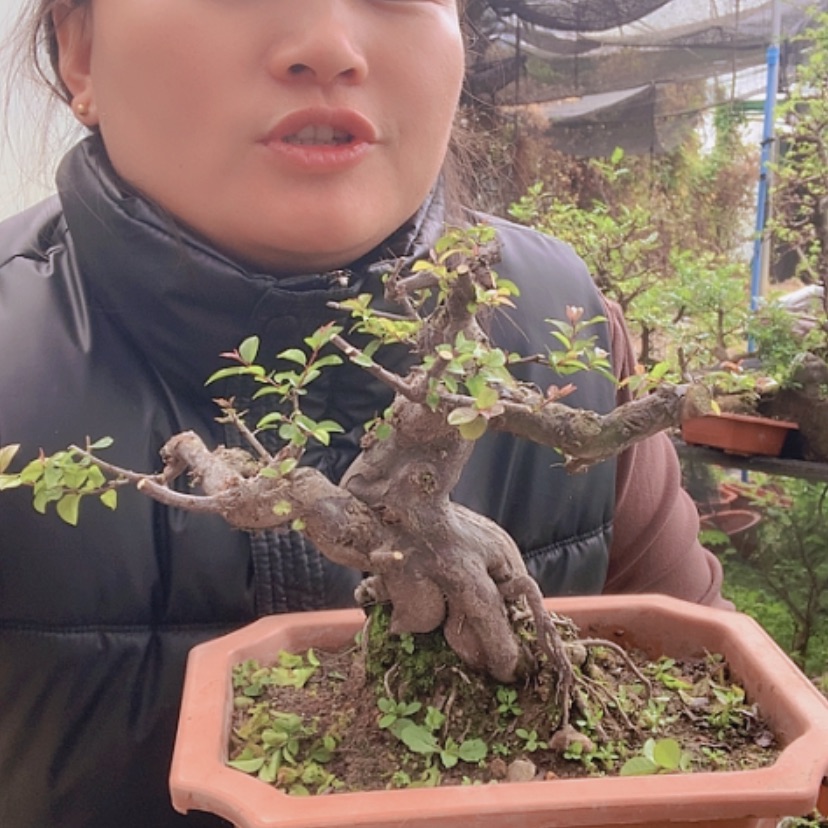 【闪购商品】雀梅塑料盆