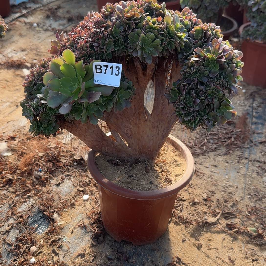 713玫瑰朵朵一颗呀呀