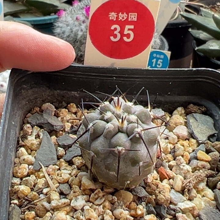 实生上蜡高山冢黑王丸2.2cm