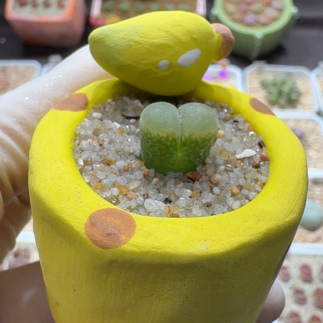 0910-079连盆带花绿网格