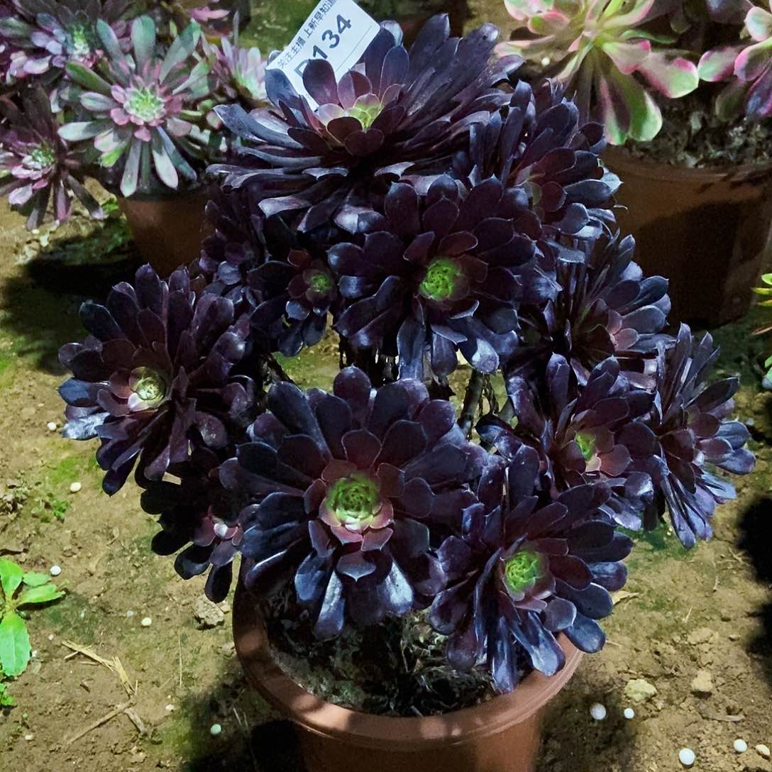 多肉13400000000000000