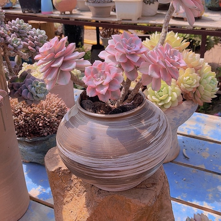 河****彩多肉植物88888888888