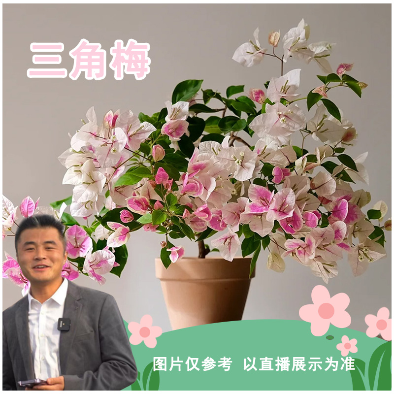 三角梅多品种盆栽室内阳台客厅四季开花好养活庭院观赏类花卉