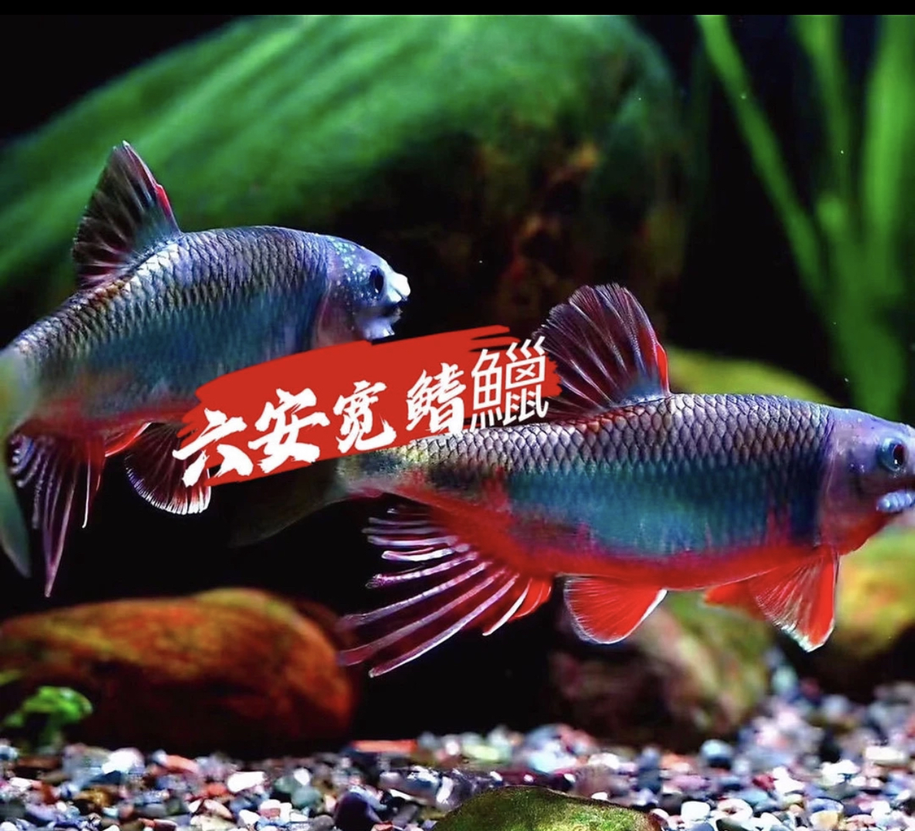 六安宽鳍躐白云原生态溪流冷水淡水观赏鱼好养耐活活体发货