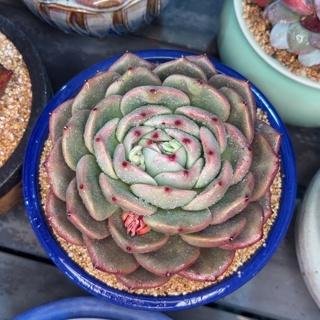 多肉一物一拍0213-399