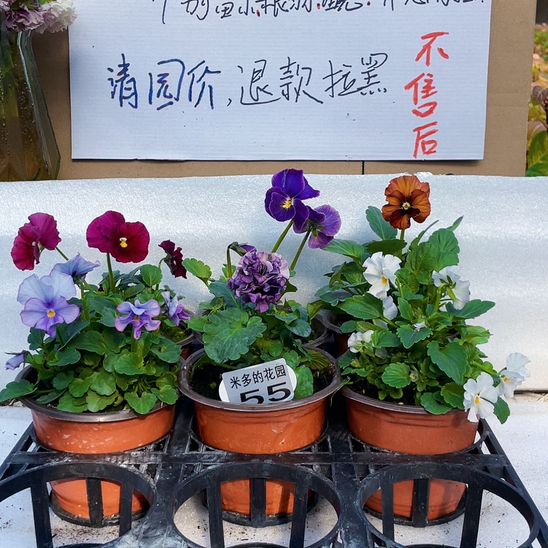 大部分花苞少量开放55