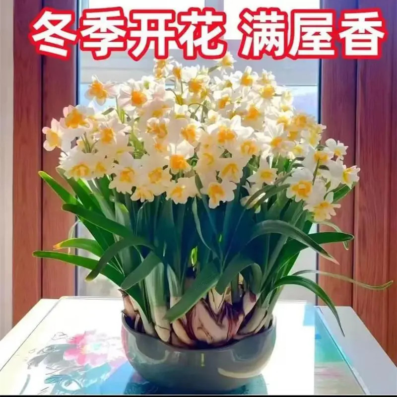 冬季开花水仙花种球浓香水仙花室内阳台办公桌书桌写字台茶几绿植