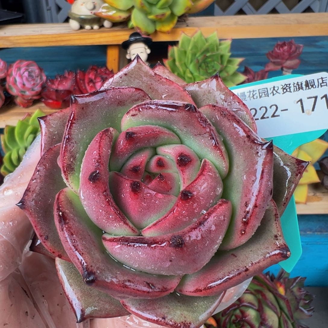 从前慢多肉精选编号0222.171