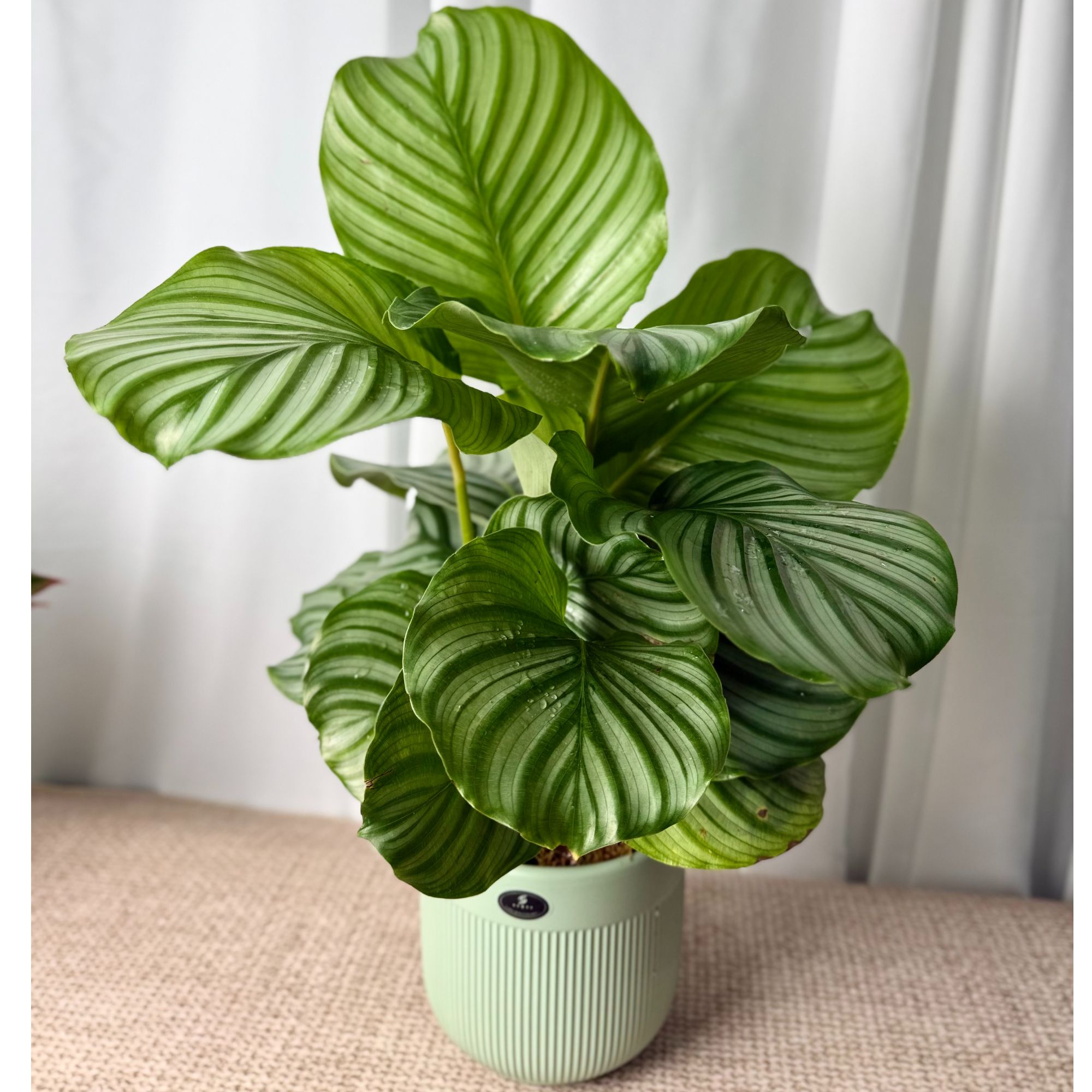包邮+【送陶瓷盆】青苹果竹芋绿植盆栽室内办公室四季常青吸甲醛