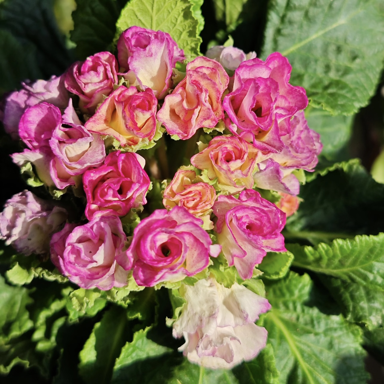 香槟玫瑰报春花盆栽长势旺盛爆花机器室内室外新手易养护