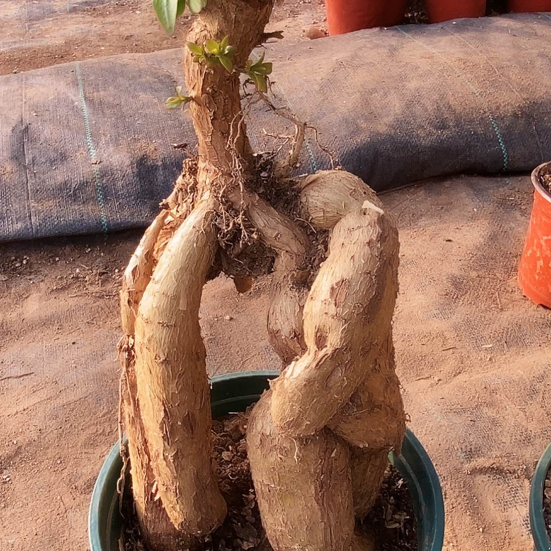 记***完全开放月之桂嫁接一物一拍