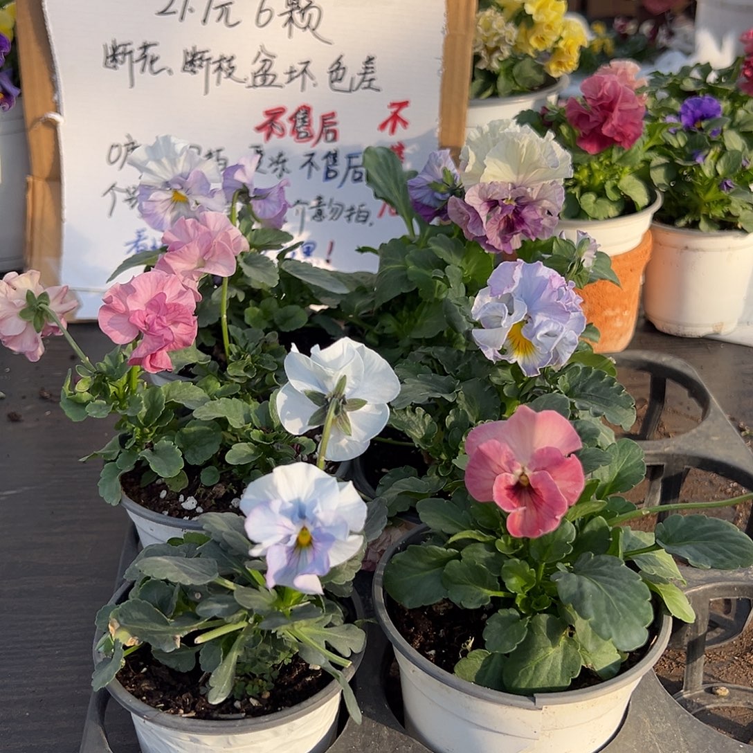 大部分花苞少量开放160号