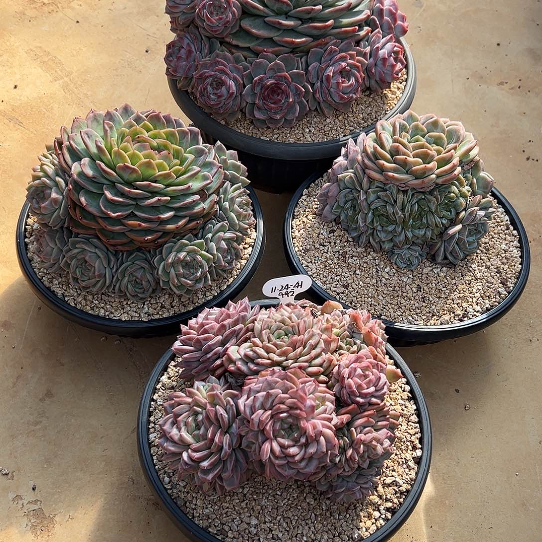 德***卷1124-41新品母本4颗