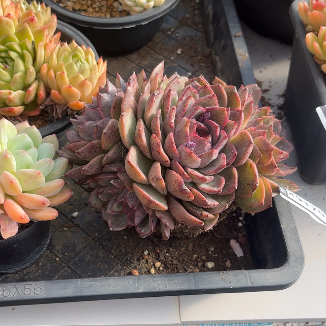 水晶多肉植物29175