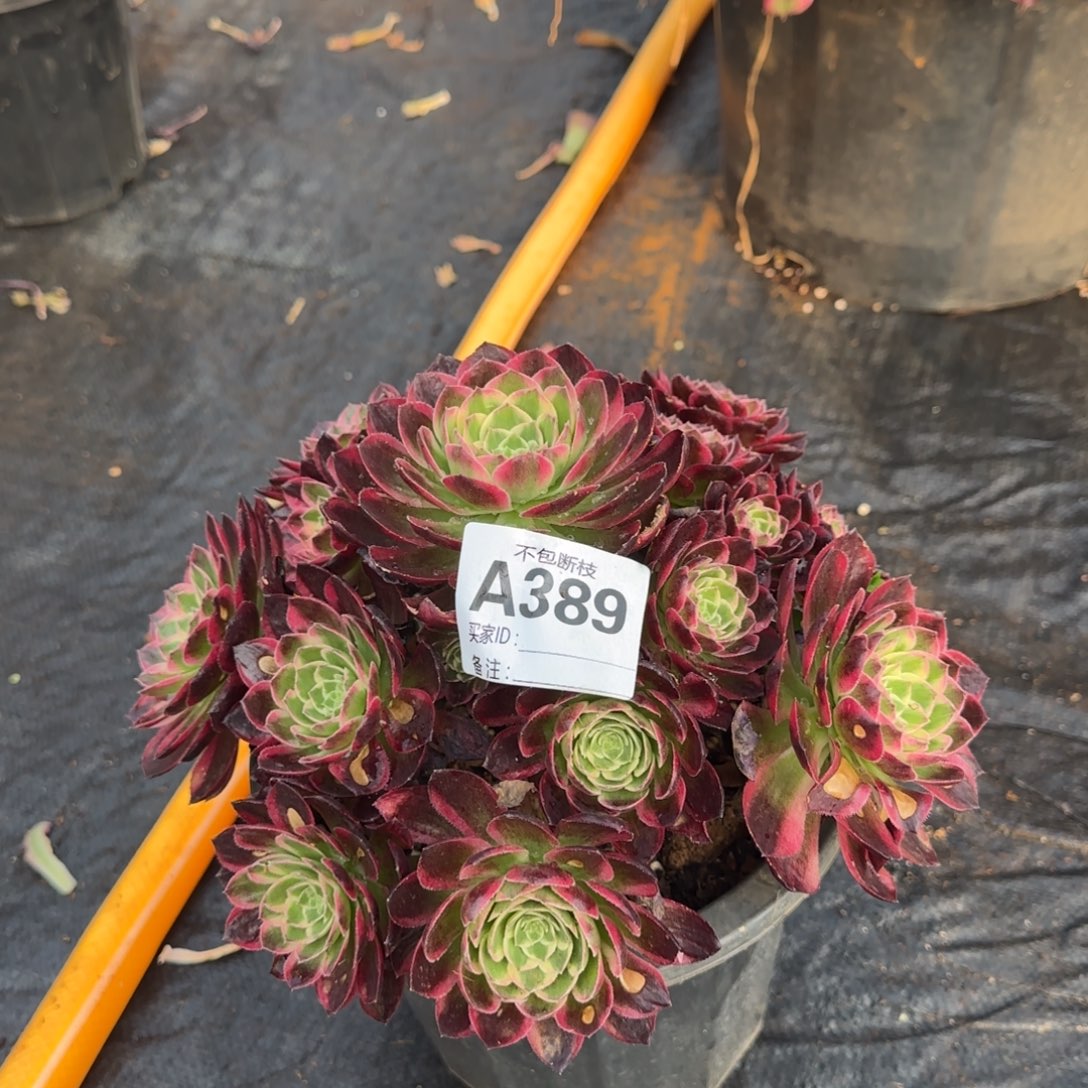 海王多肉植物389