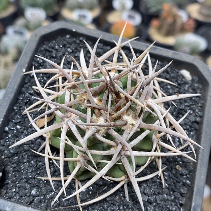 实生精控强刺碧岩玉1007号4.5cm