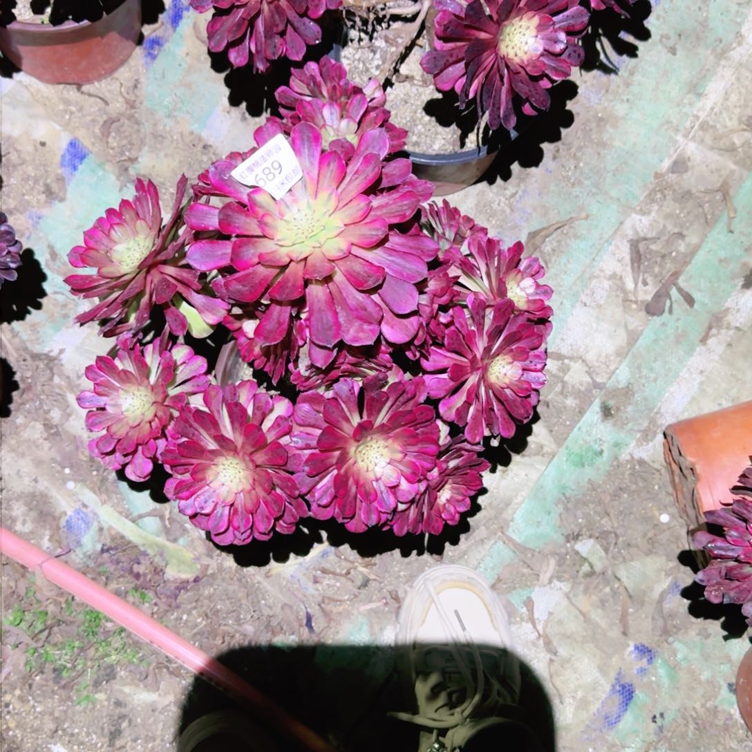 祝融法师多肉689