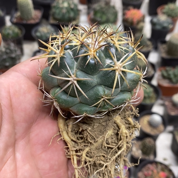 实生天丝象牙特价