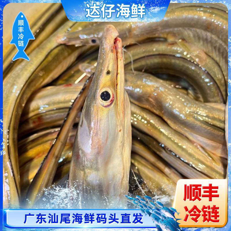 广东野生海钓黄金内水鳗