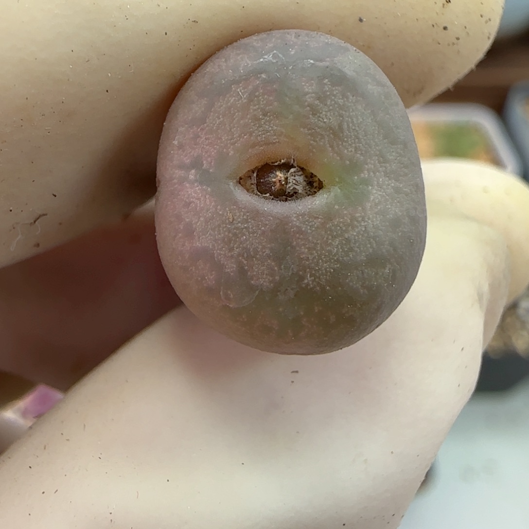 304猴脸杂交福利