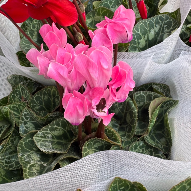 若兰粉带香味仙客来仙客来中花品种花量多（不要换盆）