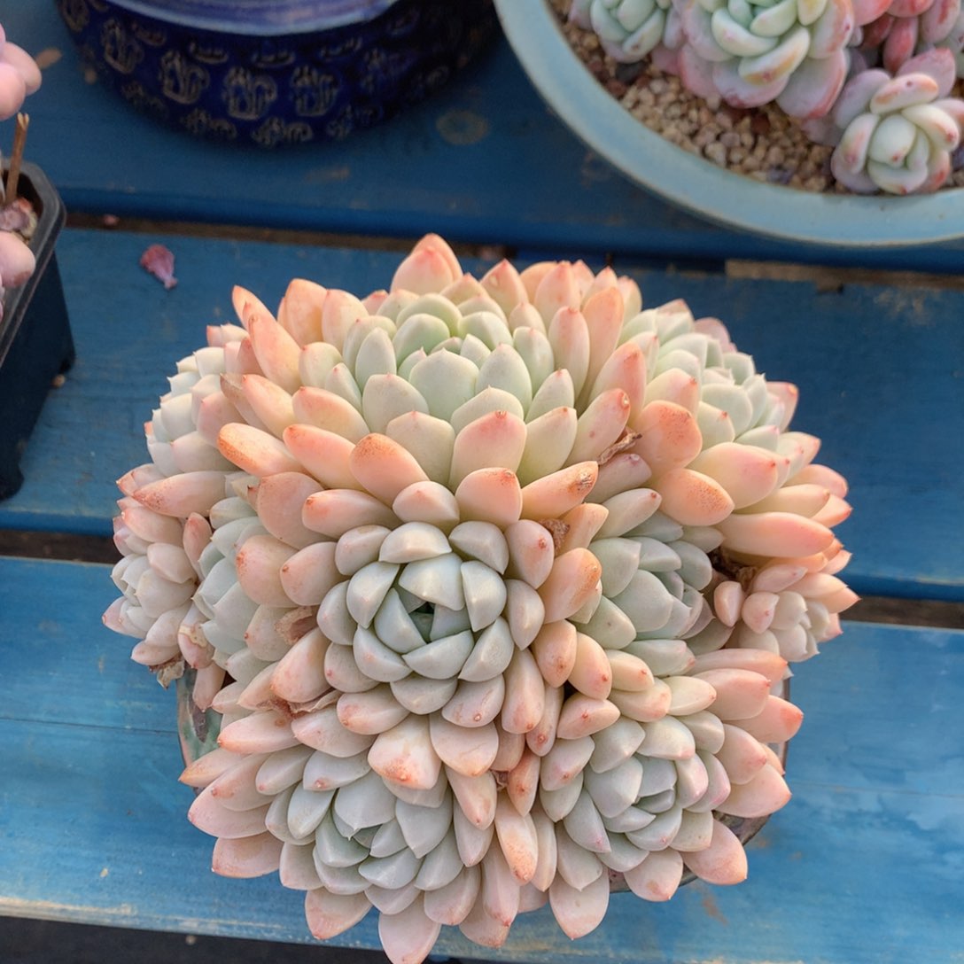 奶油美人老桩无砍一物一拍