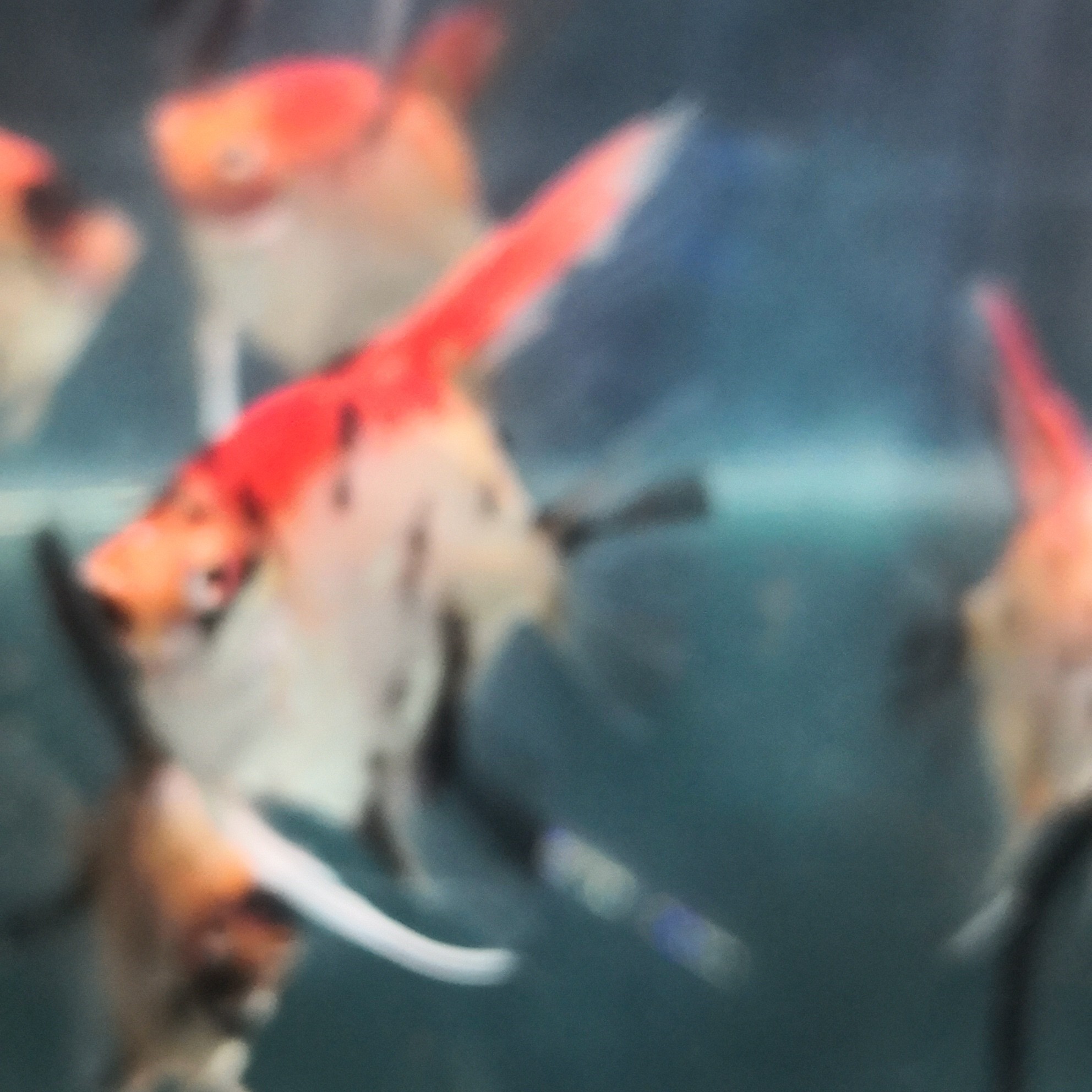 大红袍燕子鱼鱼活鱼观赏鱼等多种热带观赏鱼活体群游观赏鱼