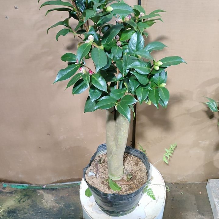 921超五混接，原盆原土发货，不包邮