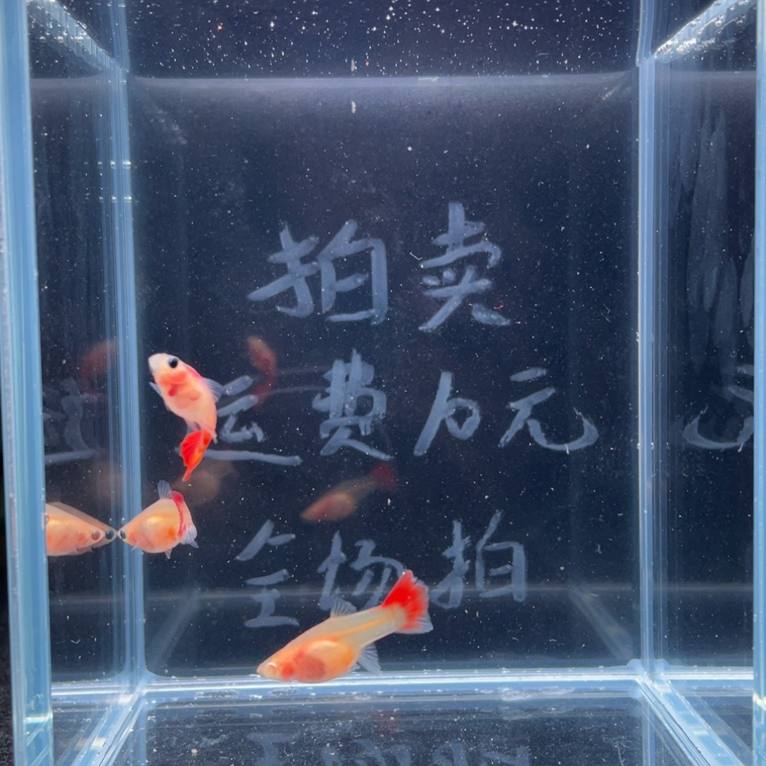 孔雀鱼琉璃红尾玻璃猫一公二母