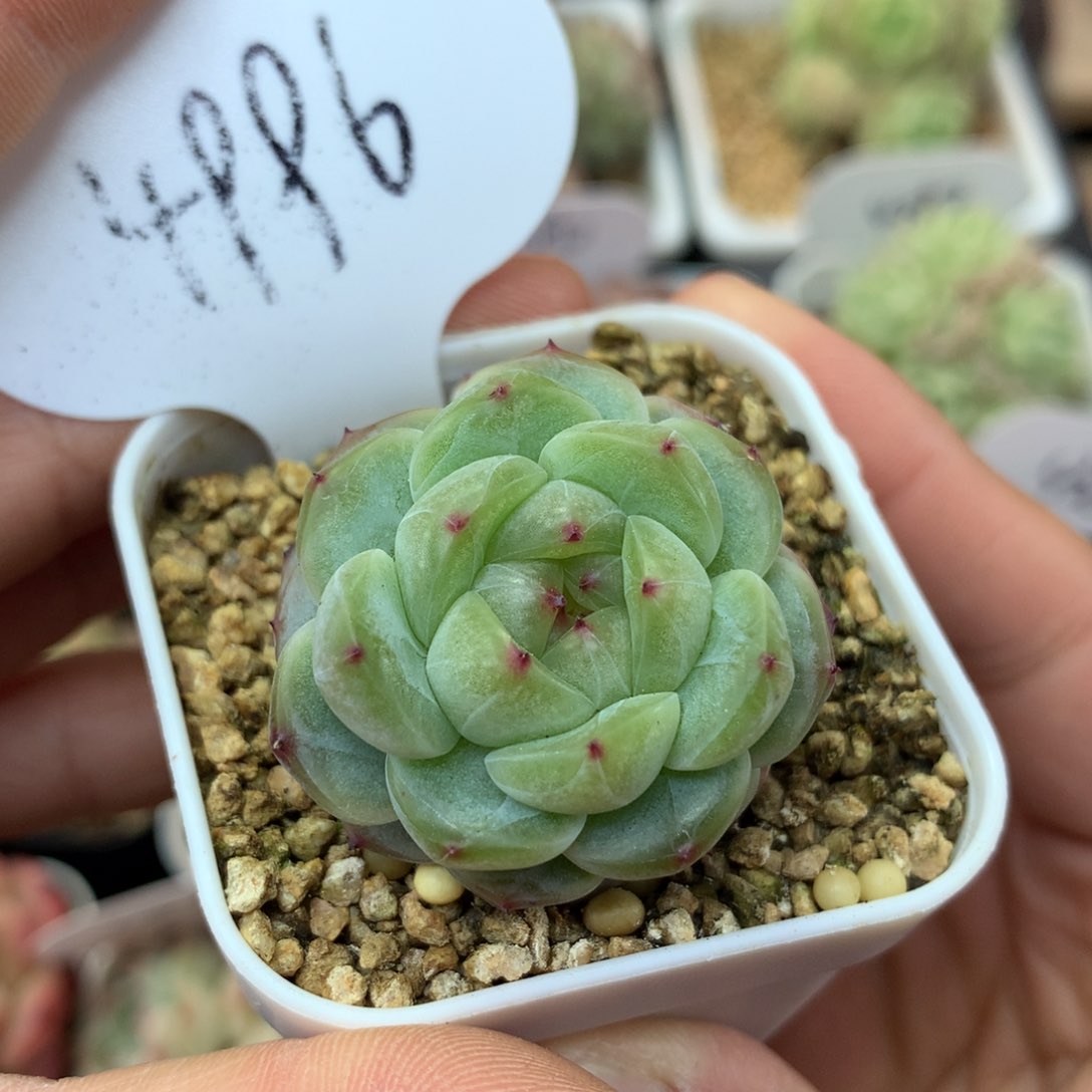 甜心e1+3无砍群4996