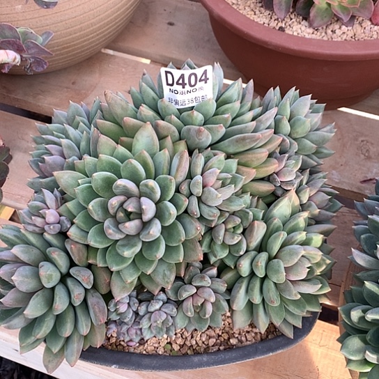 红象牙大群404 亏本处理不退不换7-8天发货