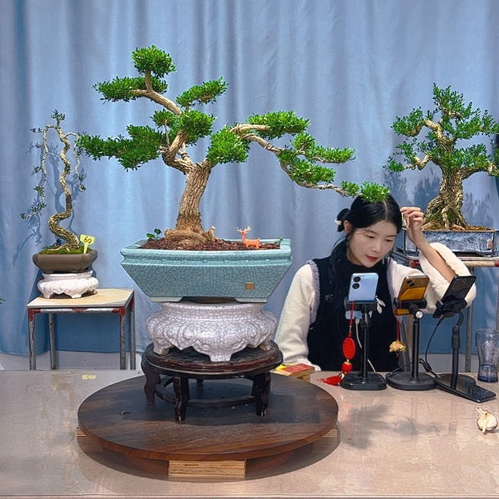 无花朵广东皱皮雀舌黄杨