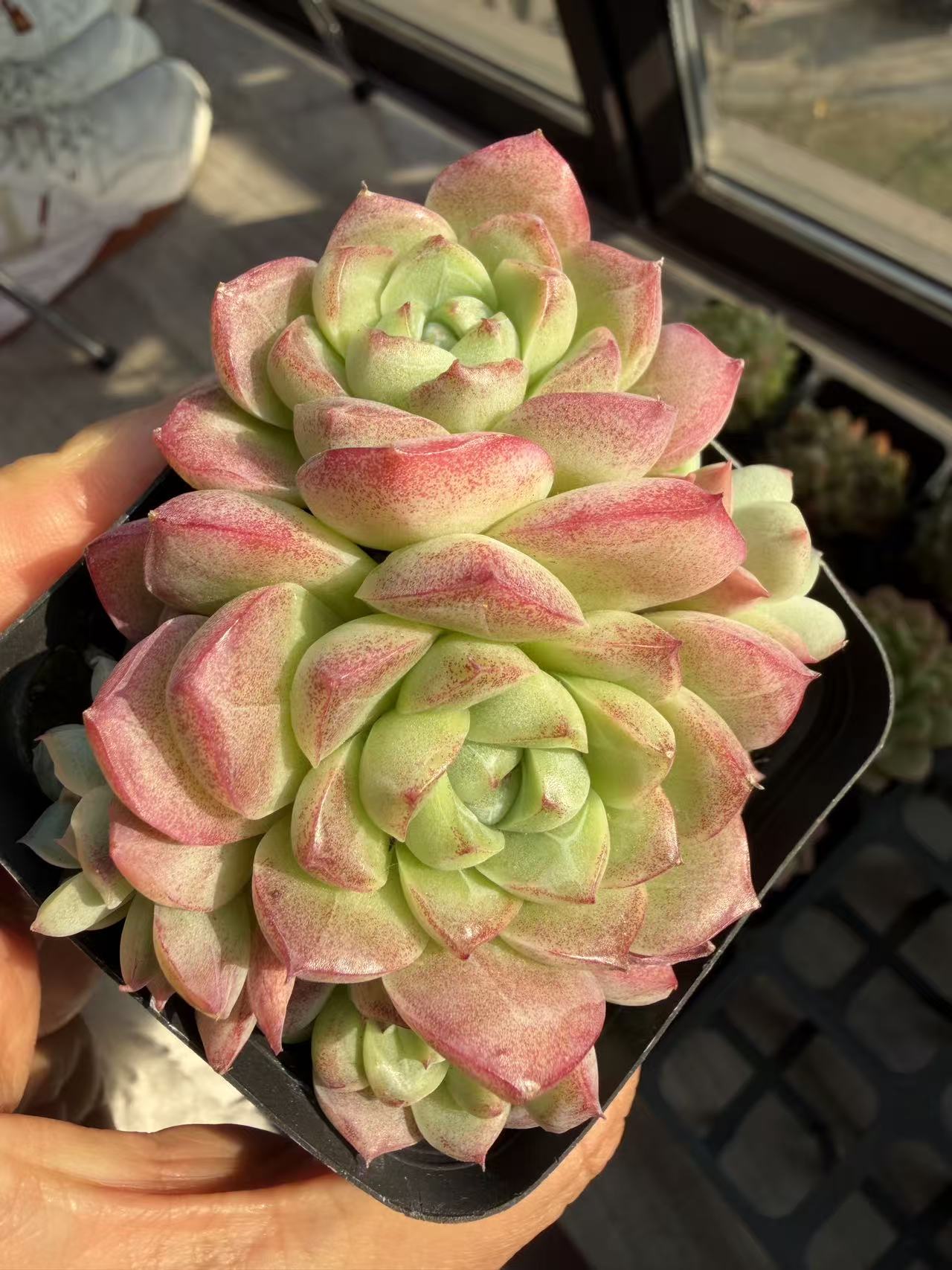 多肉植物 新店开业 买群送单 