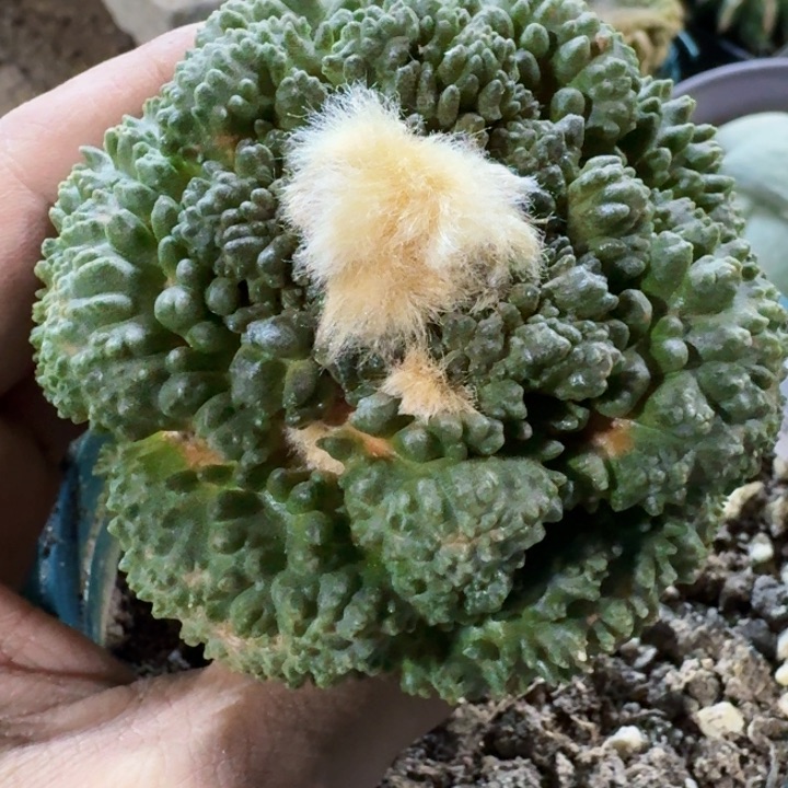 福利苗接哥斯拉640