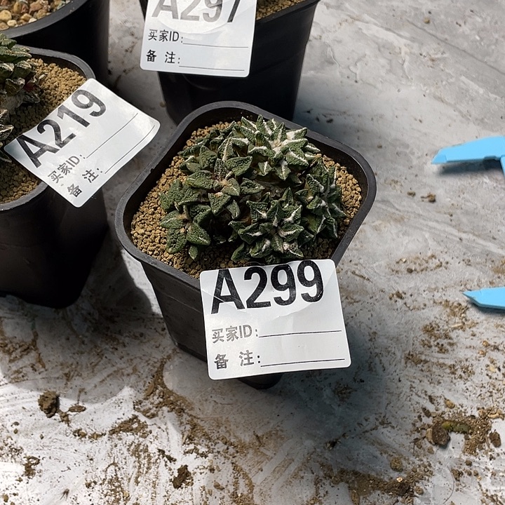 D***师299姬牡丹一个仙人球