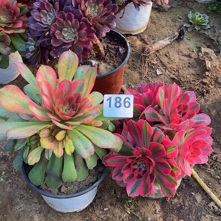 186粉女巫绣球➕七彩多肉