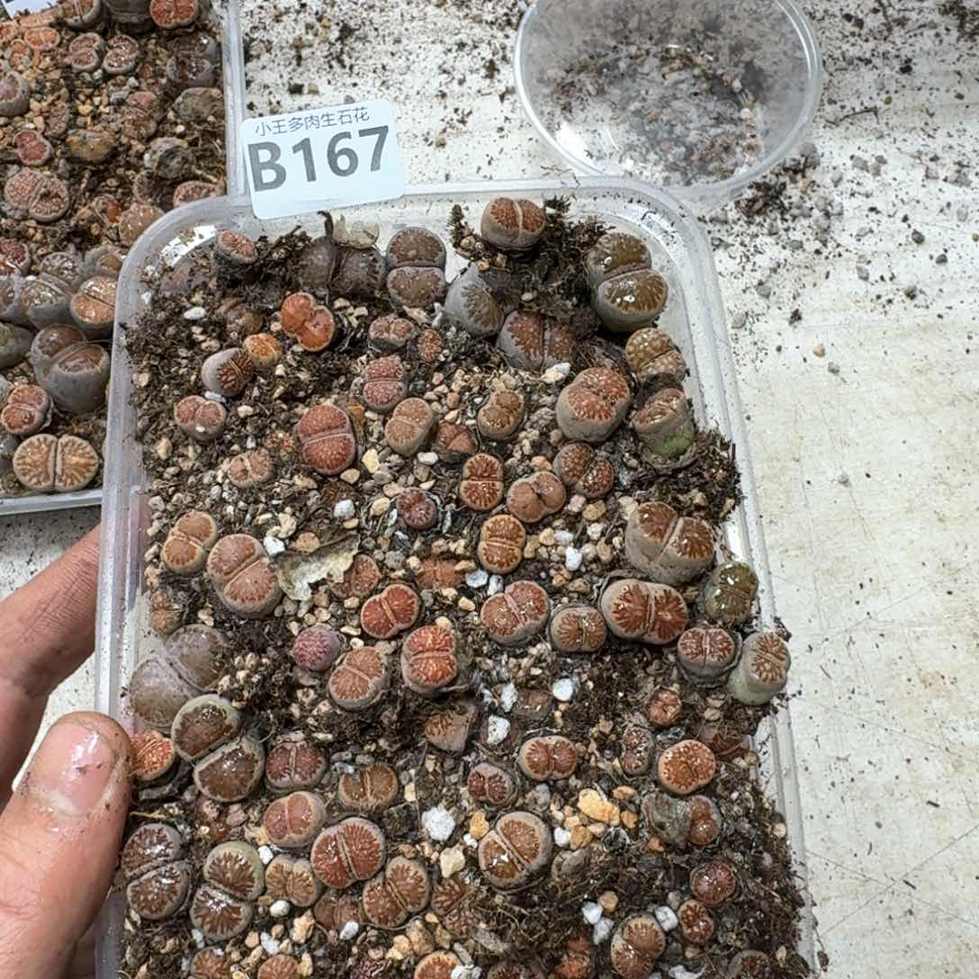 B167 菊一大盒。多肉植物