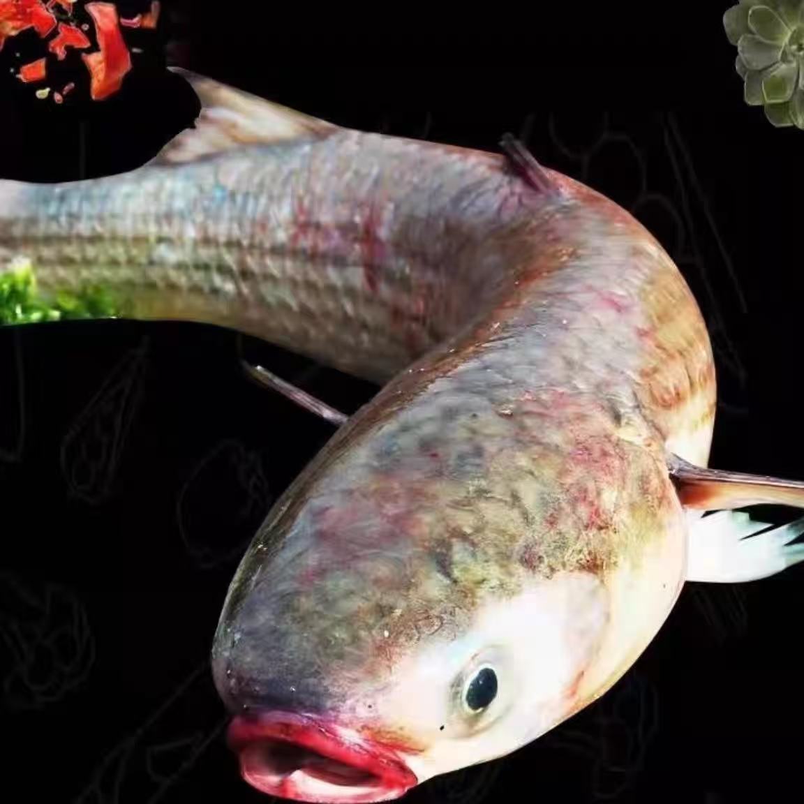 新鲜海捕 梭鱼 海支鱼 鲜活速冻3-4斤/条 去内脏 冷链发货