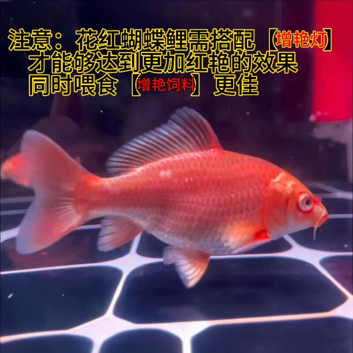 红白贵妃体普身台湾蝴蝶鲤