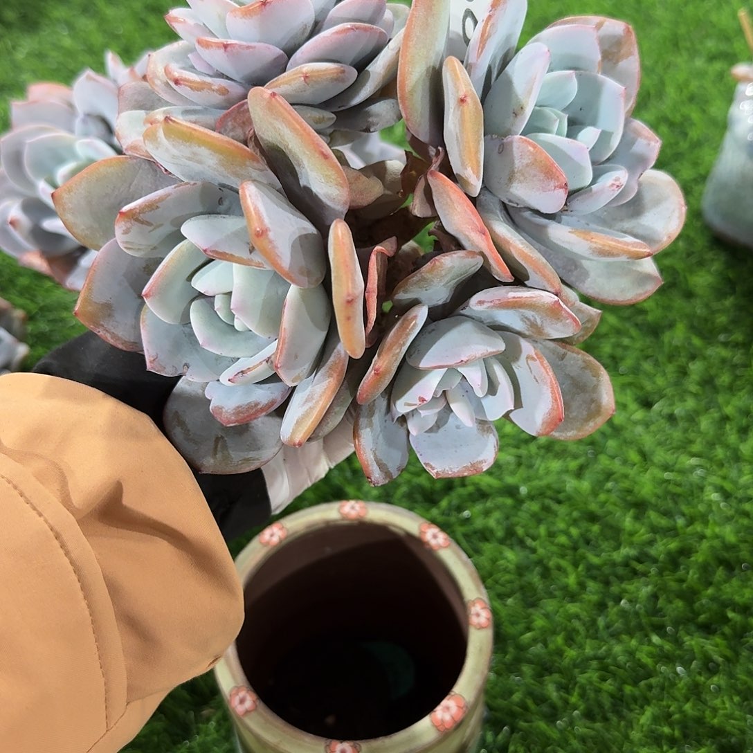 999 瑕疵   多肉售后范围：签收起7天内