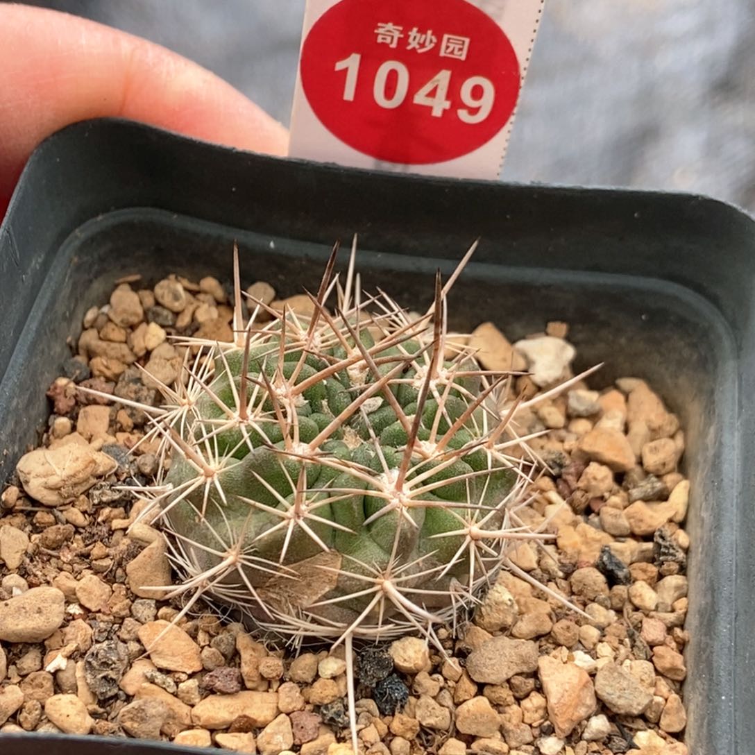 有疤刺球一颗仙人球