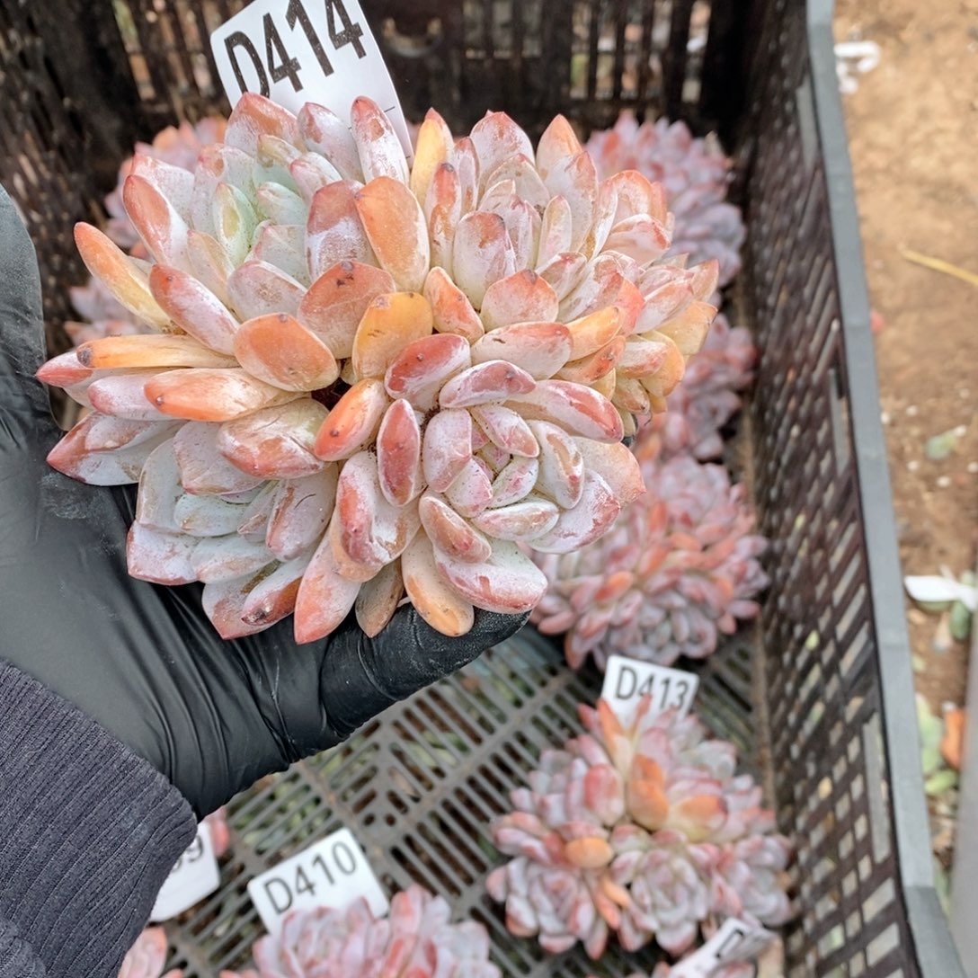 414 石榴籽6头呀呀呀