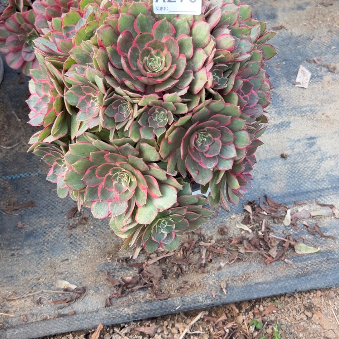 老***宿270高贵多肉植物法师多肉