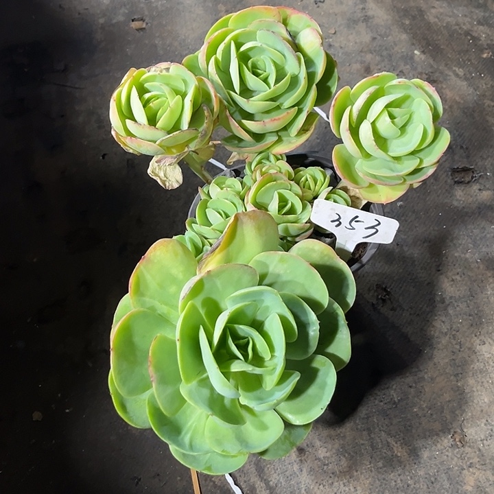 岚***妈000000000000000353