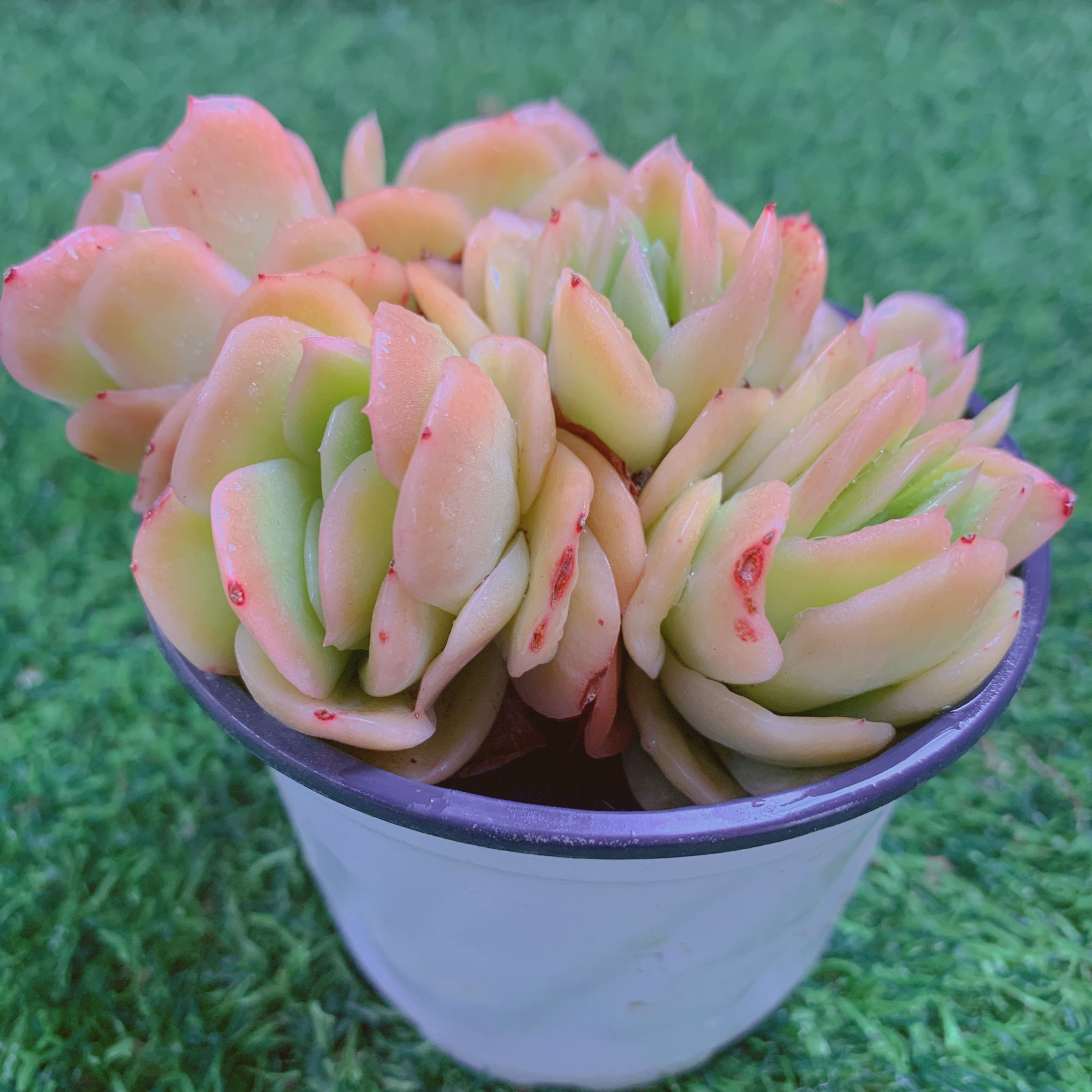 冰玫瑰锦精品多肉植物盆栽阳台好养花卉绿植一单包邮